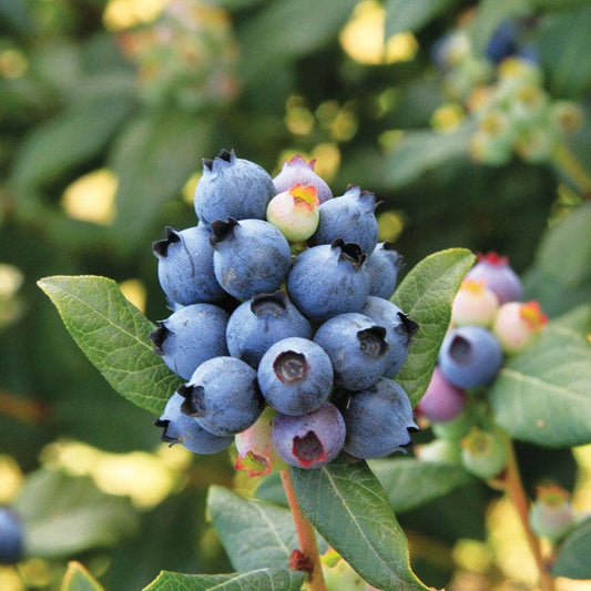 Bushel and Berry® Blueberry Perpetua