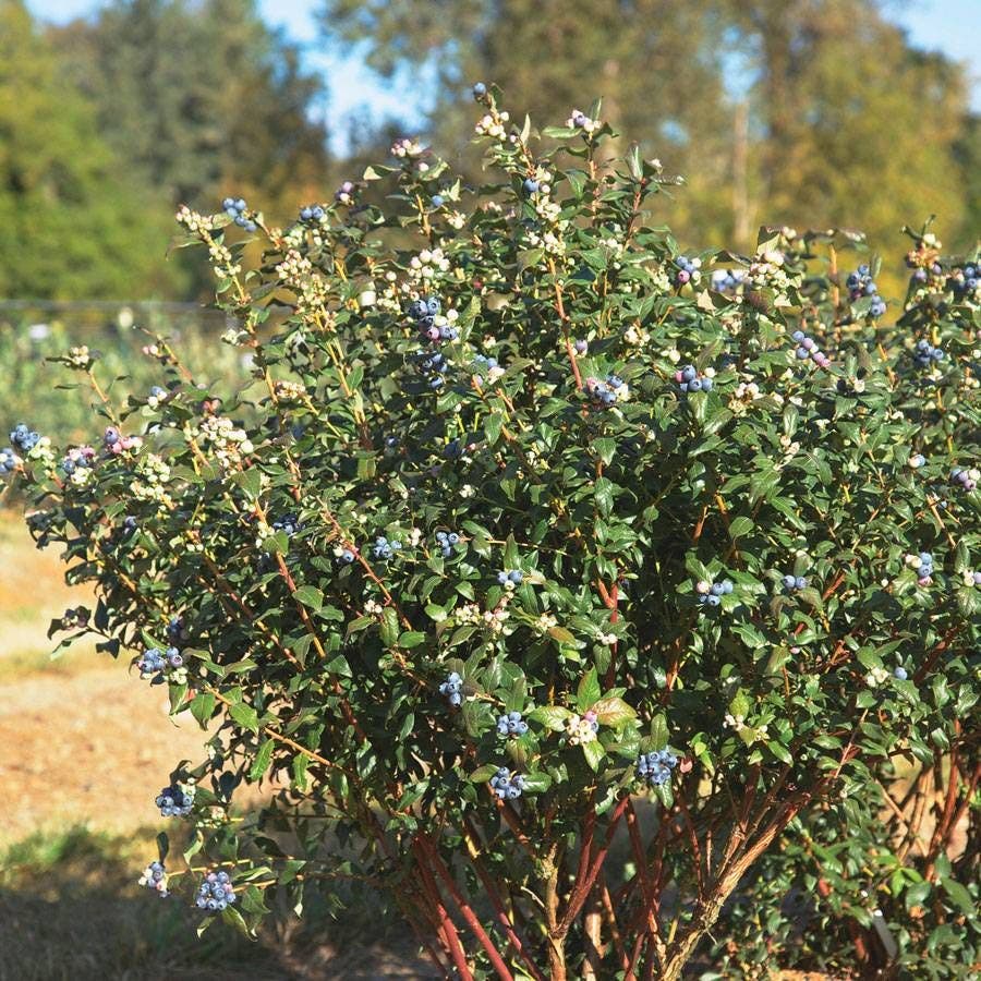 Bushel and Berry® Blueberry Perpetua