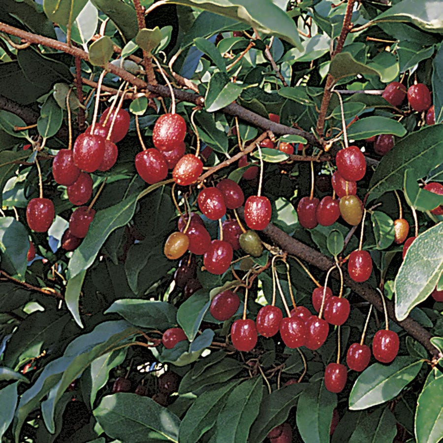 Red Gem Silverberry