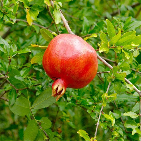 Punica Crimson Sky™ Pomegranate