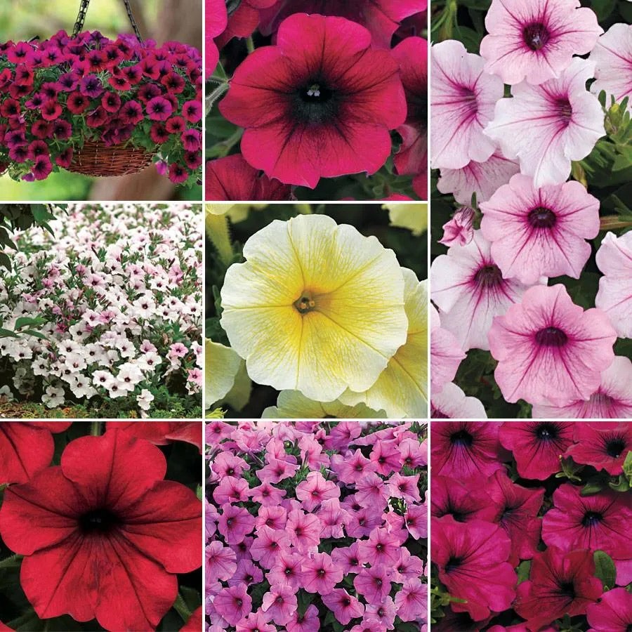 planting wave petunia seeds Wave® Petunia Seed Collection