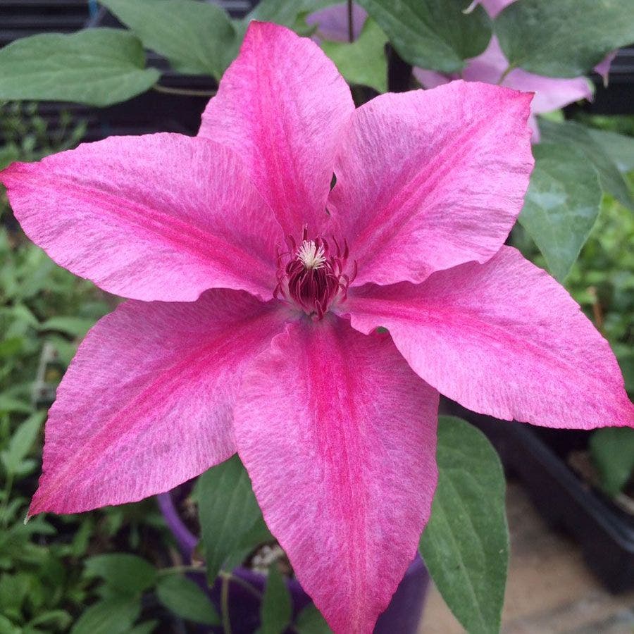 Rosalie Clematis