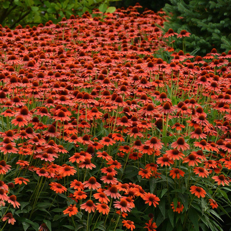 Sombrero® Flamenco Orange Coneflower