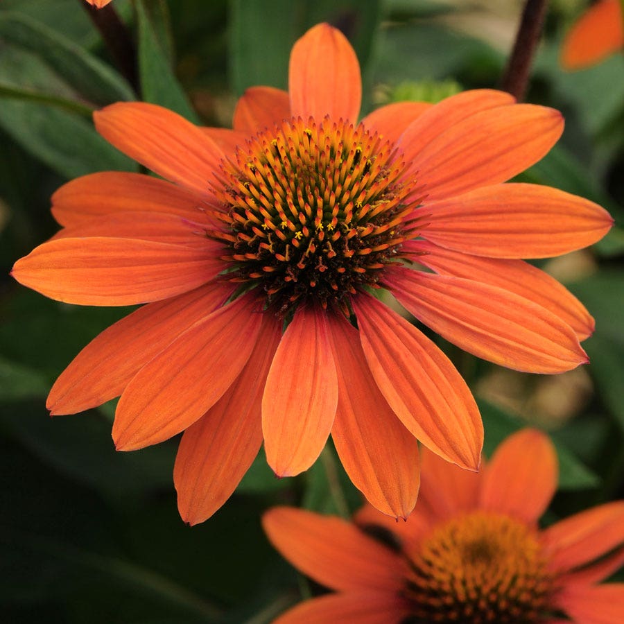 Sombrero® Flamenco Orange Coneflower