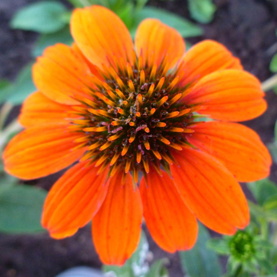 Sombrero® Flamenco Orange Coneflower