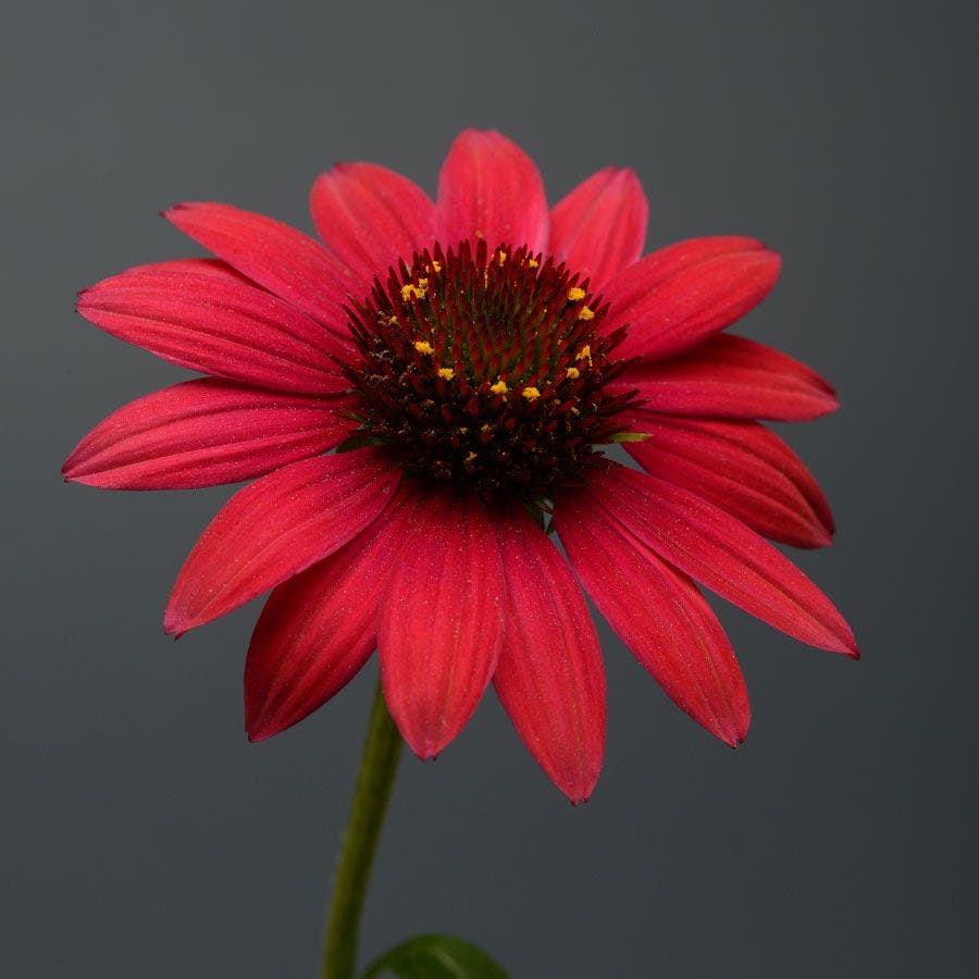 Sombrero® Baja Burgundy Coneflower