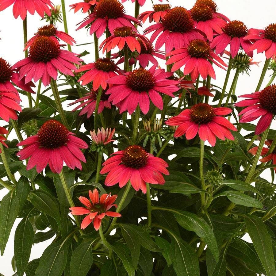 Sombrero® Baja Burgundy Coneflower