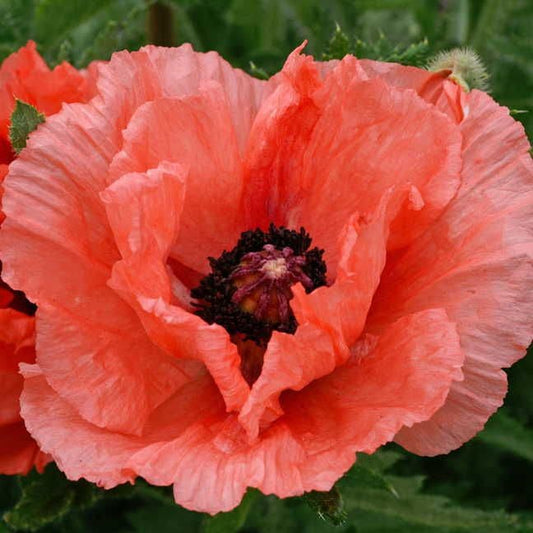 'Double Pleasure' Oriental Poppy