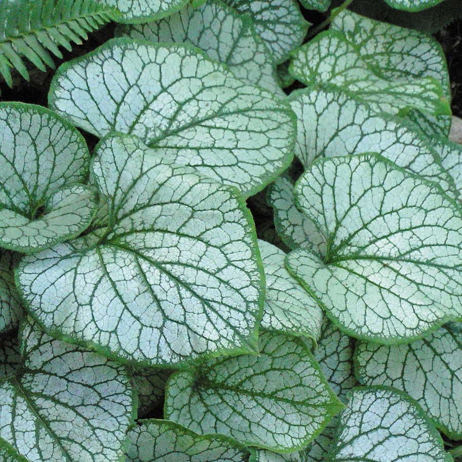 Brunnera 'Jack Frost'
