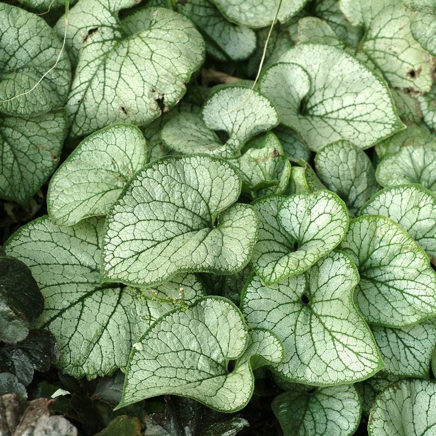 Brunnera 'Jack Frost'