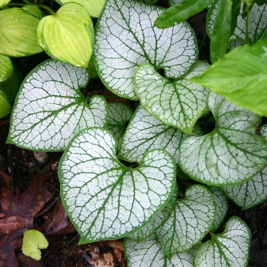 Brunnera 'Jack Frost'
