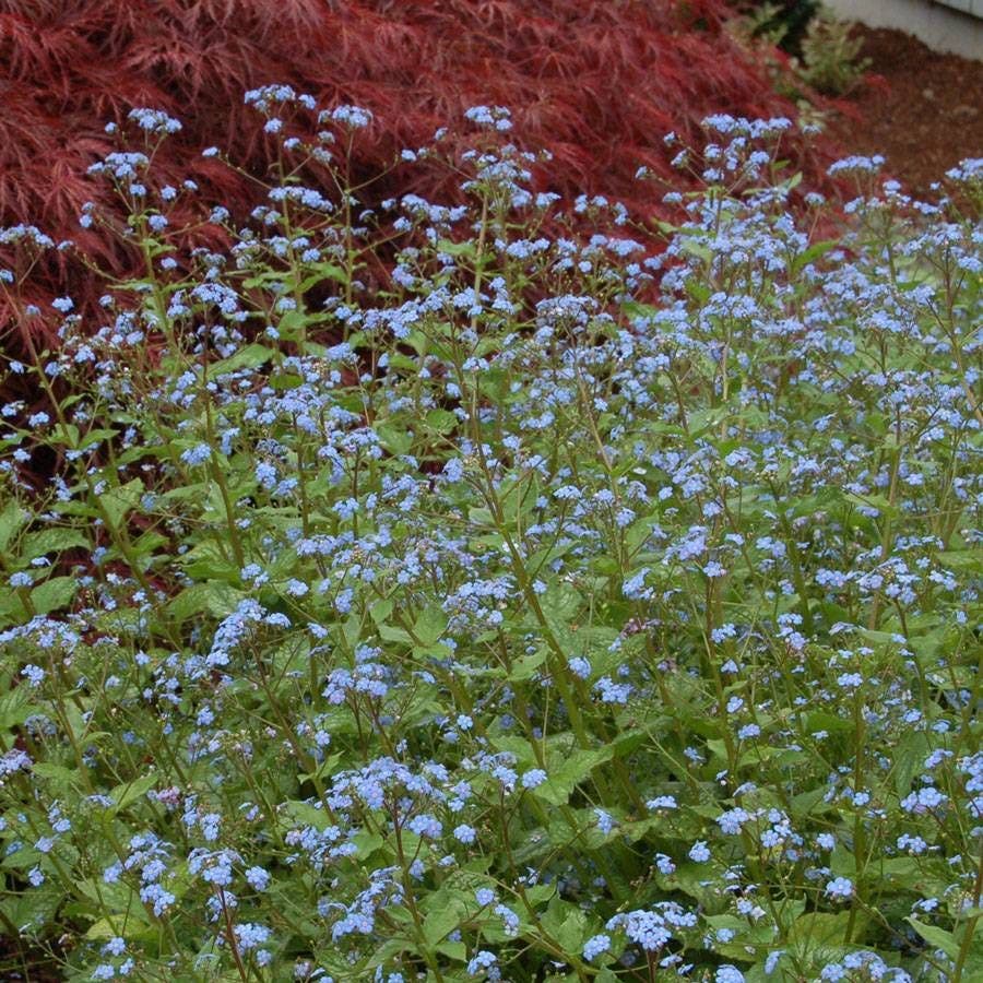 Brunnera 'Jack Frost'