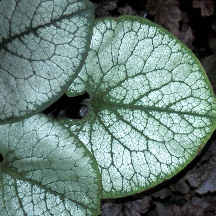 Brunnera 'Jack Frost'