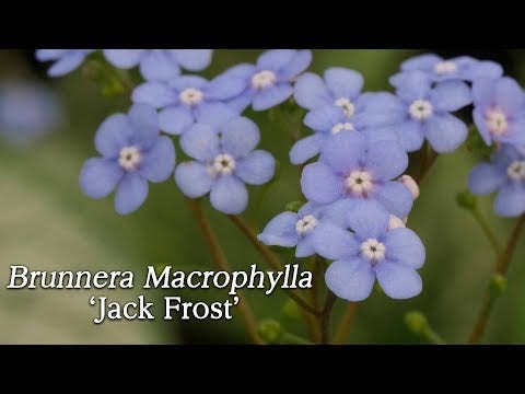 Brunnera 'Jack Frost'