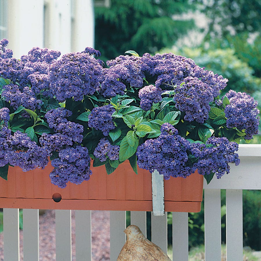 Iowa Heliotrope