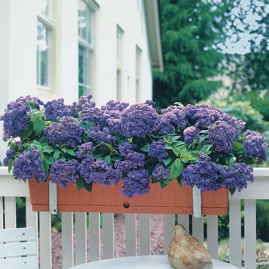 Iowa Heliotrope