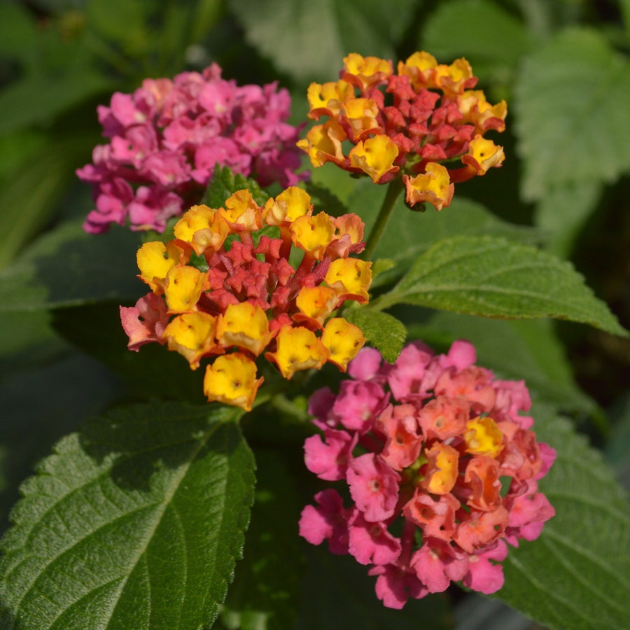 Lantana Summer Popsicle