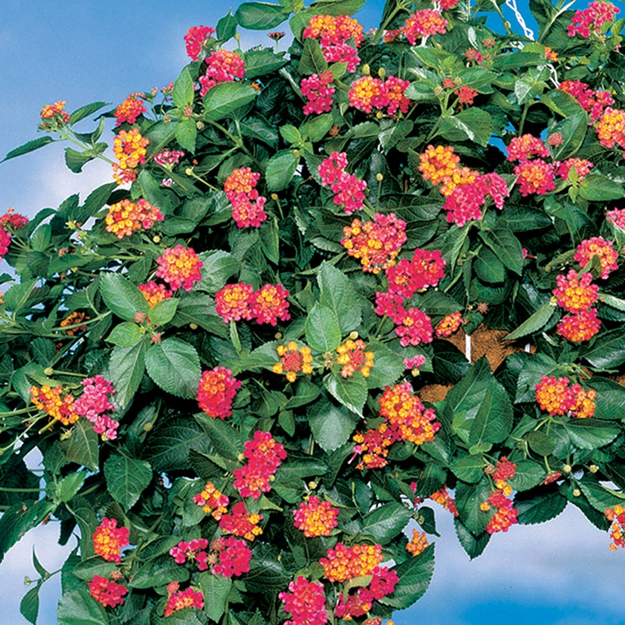 Lantana Summer Popsicle