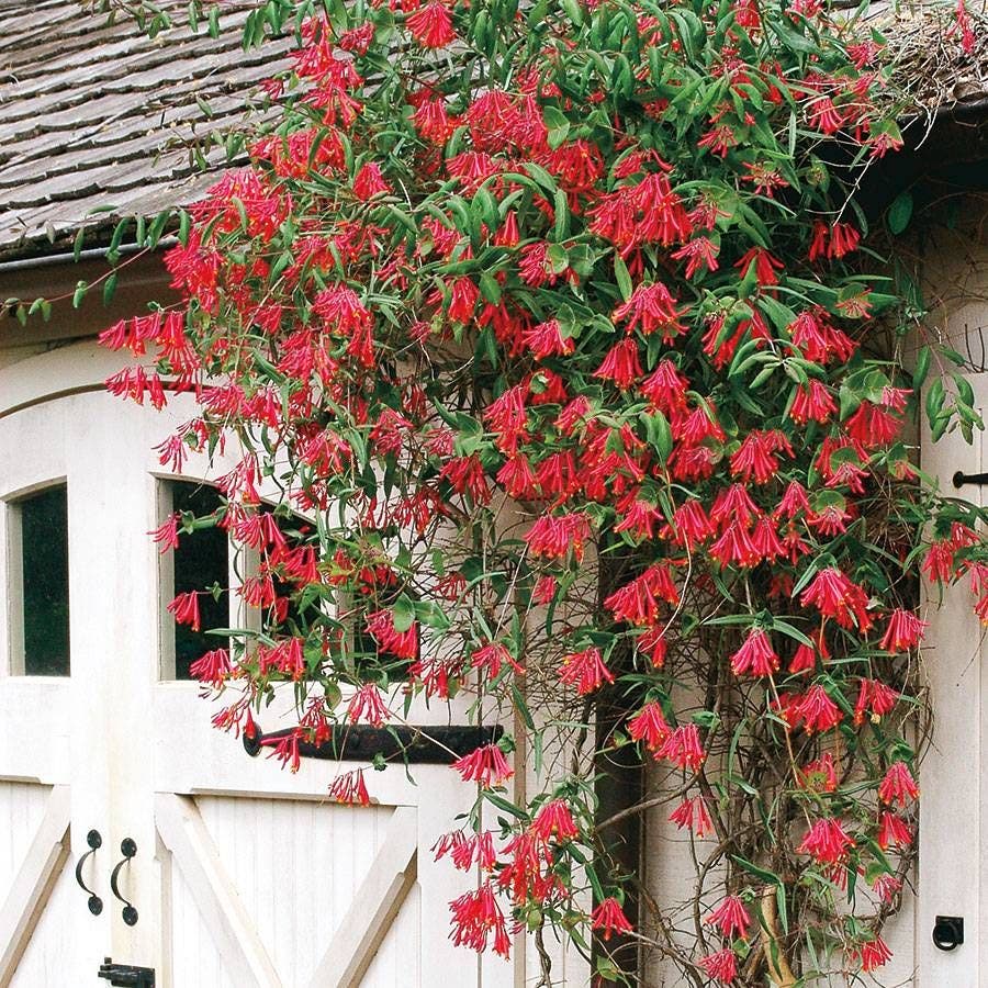 honeysuckle flower seeds Lonicera 'Major Wheeler' Honeysuckle | 1-Quart | Red,Multi-Color,Yellow
