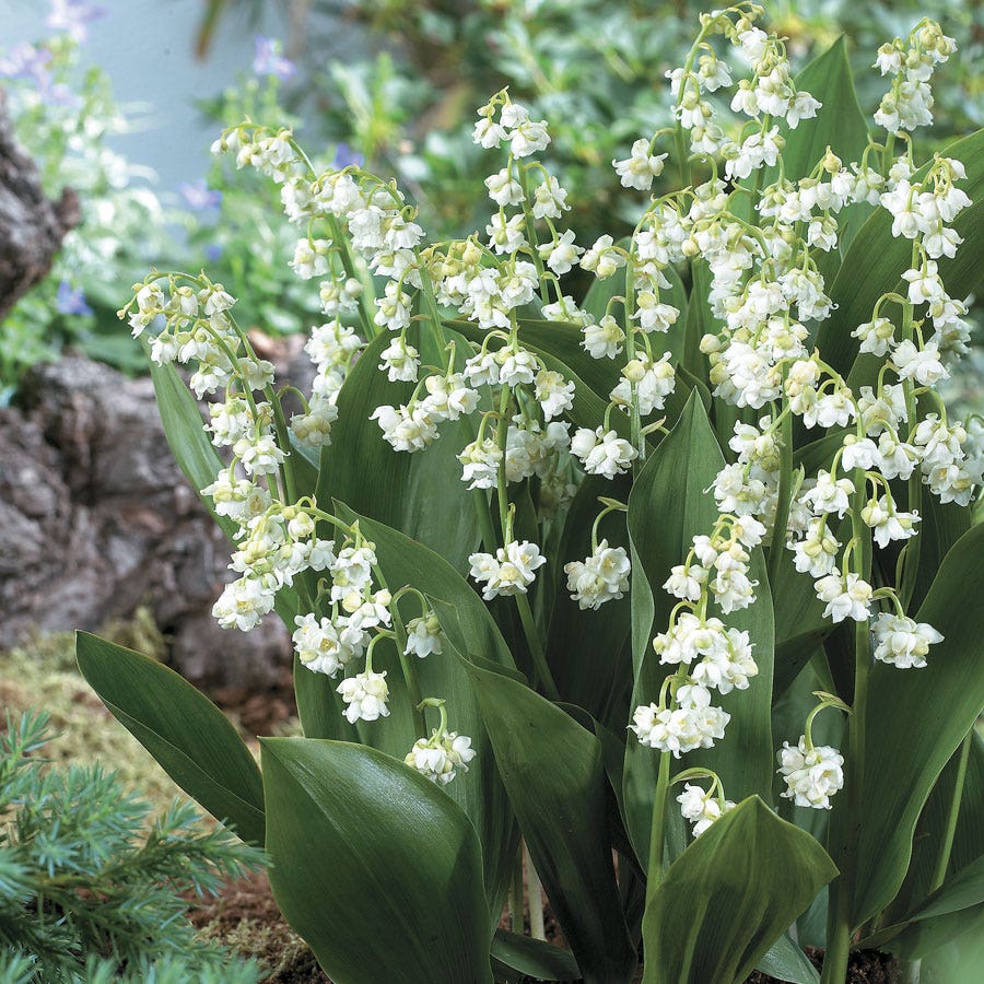 planting lily of the valley seeds 'Prolificans' Lily-of-the-Valley