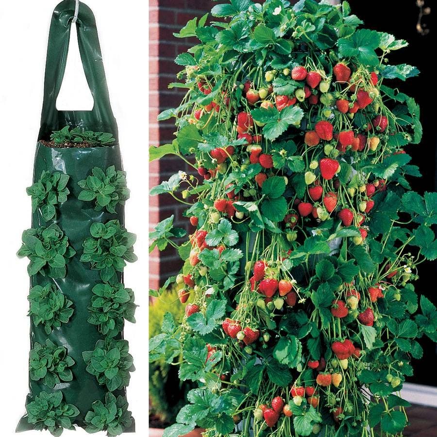 can you hang strawberry plants Park's Whopper Strawberry Plants & 2 Growin' Bags – Park Seed