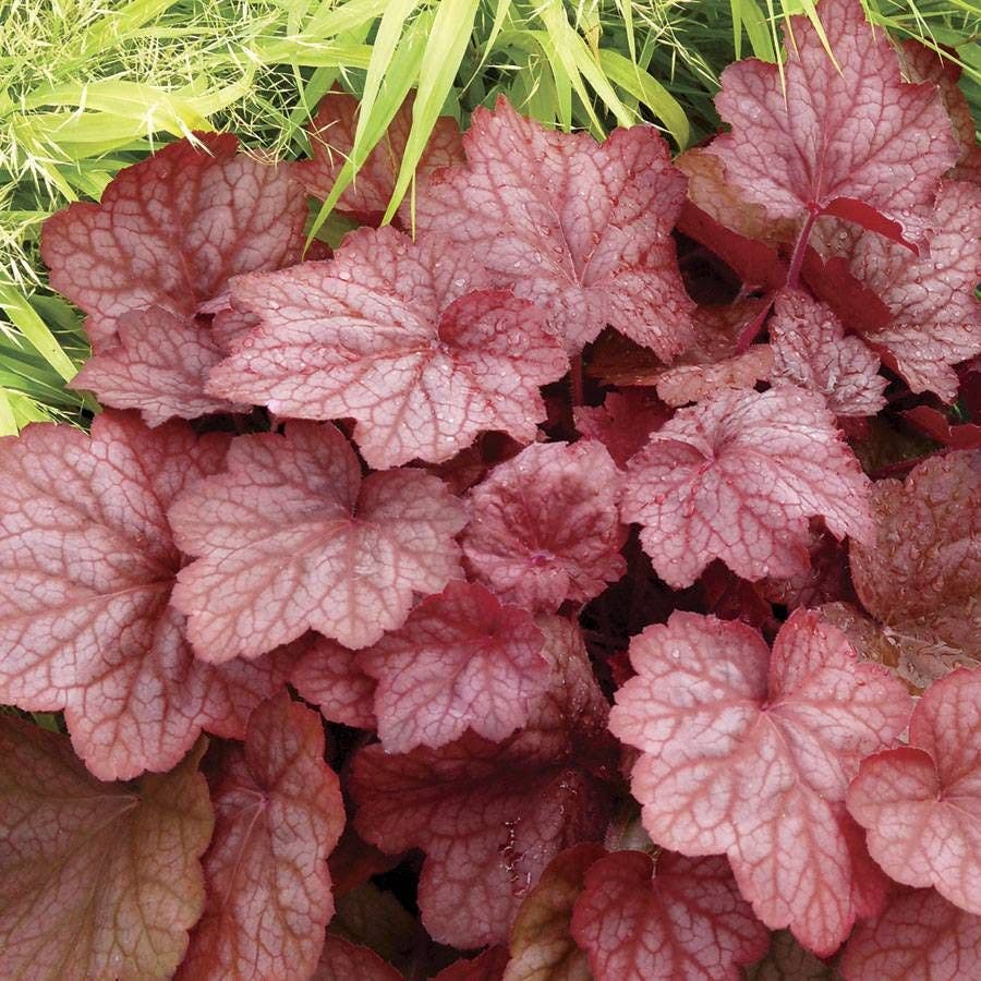 Heuchera 'Georgia Peach'