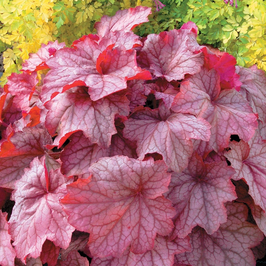 Heuchera 'Georgia Peach'