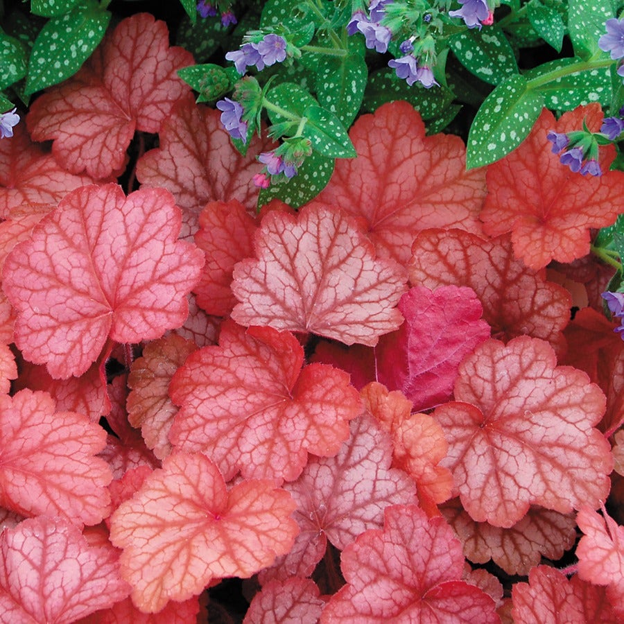 Heuchera 'Georgia Peach'
