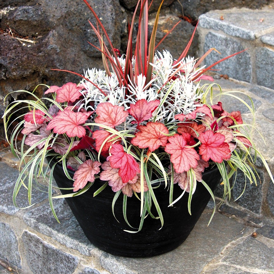 Heuchera 'Georgia Peach'