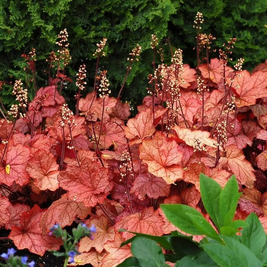 Heuchera 'Georgia Peach'