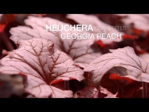 Heuchera 'Georgia Peach'