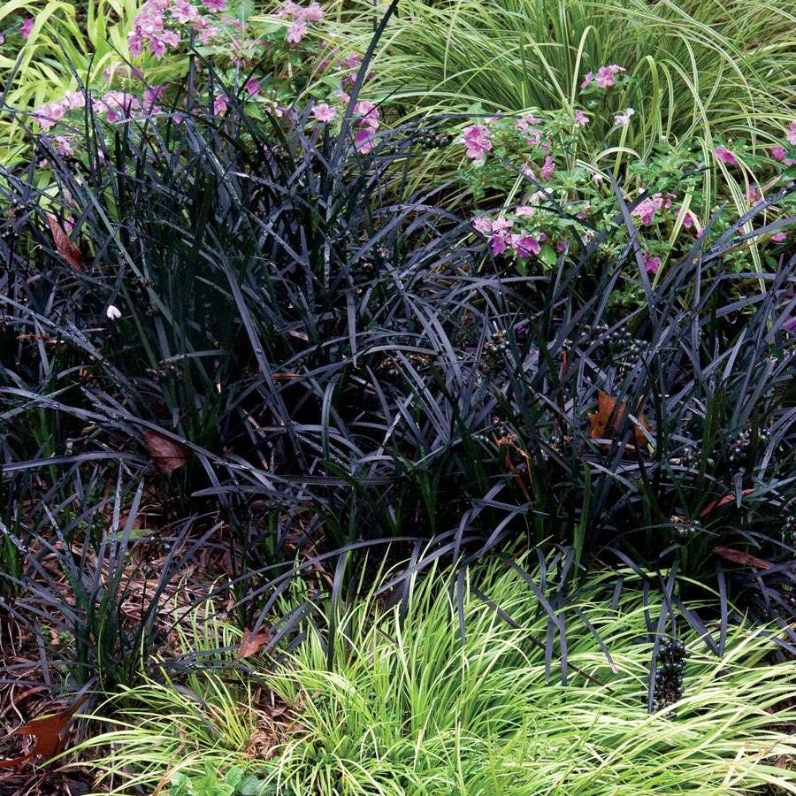 Black Mondo Grass