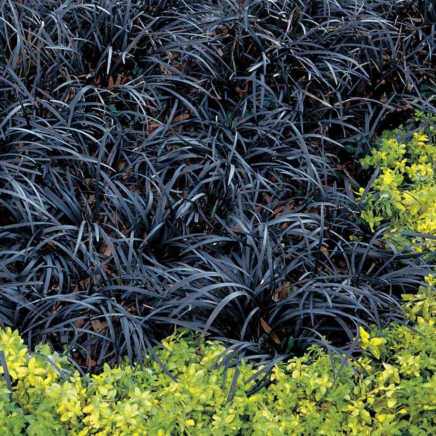 Black Mondo Grass