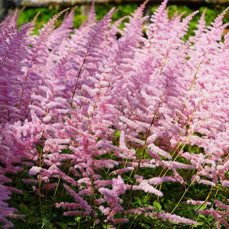 astilbe flower seeds Astilbe 'Finale'