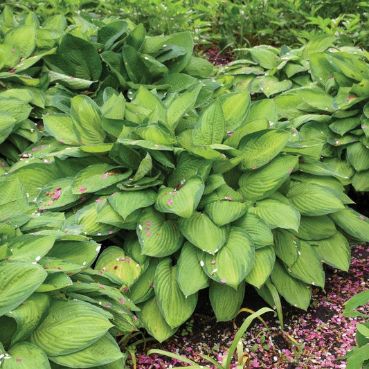 Hosta 'Gold Standard' Plantain Lily
