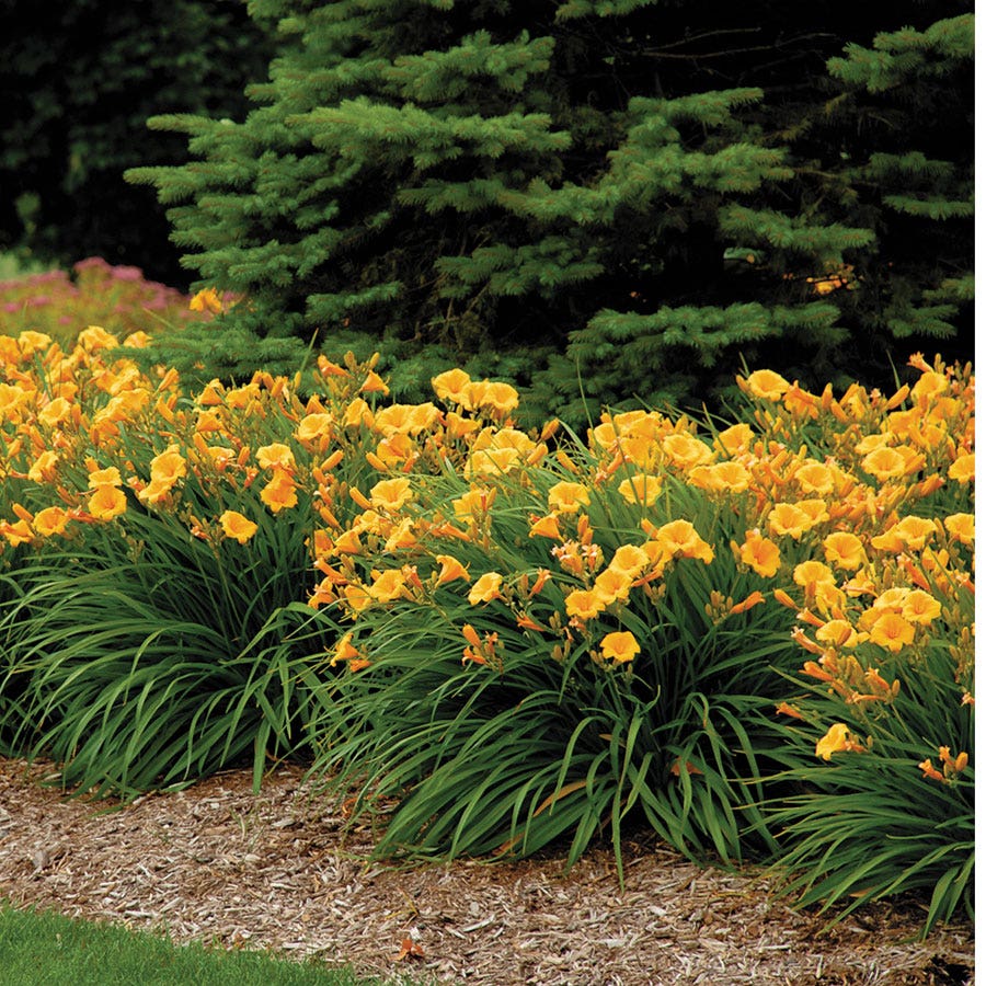 planting stella d'oro daylily seeds Hemerocallis 'Stella de Oro'