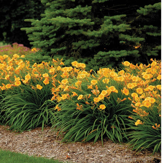 Hemerocallis 'Stella de Oro'