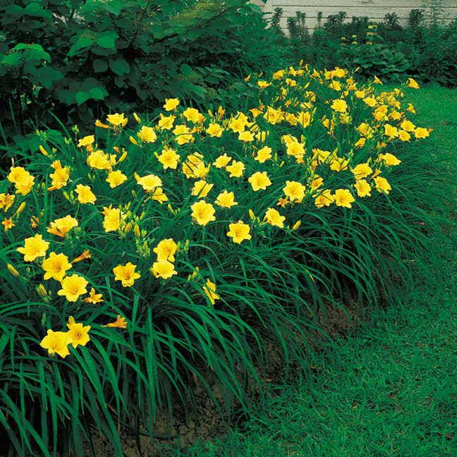 Hemerocallis 'Stella de Oro'