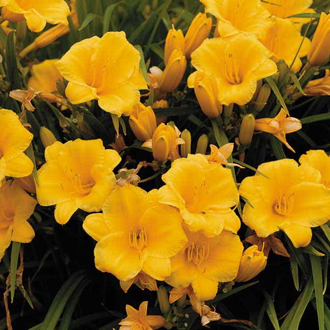 Hemerocallis 'Stella de Oro'