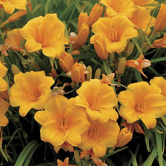 Hemerocallis 'Stella de Oro'