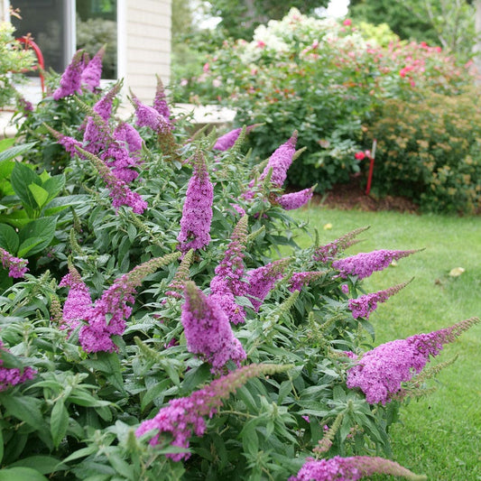 Buddleia Pugster Pinker™ Butterfly Bush