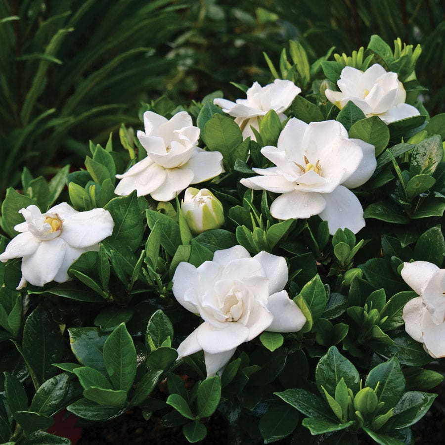 Gardenia Steady as She Goes™