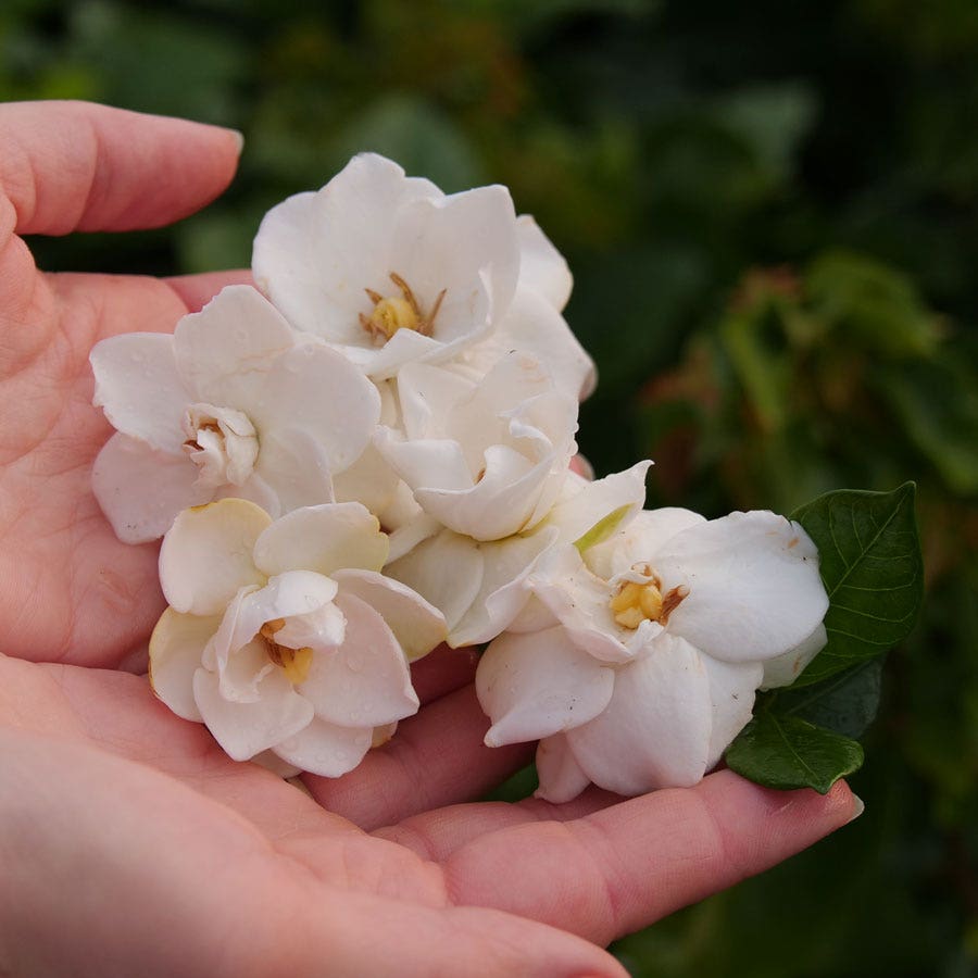 Gardenia Steady as She Goes™
