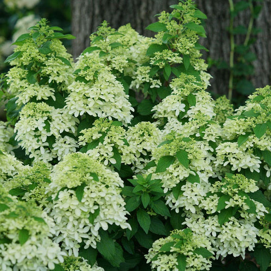Hydrangea Quick Fire Fab® Panicle Hydrangea