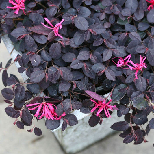 Loropetalum Jazz Hands Mini® Chinese Fringe Flower