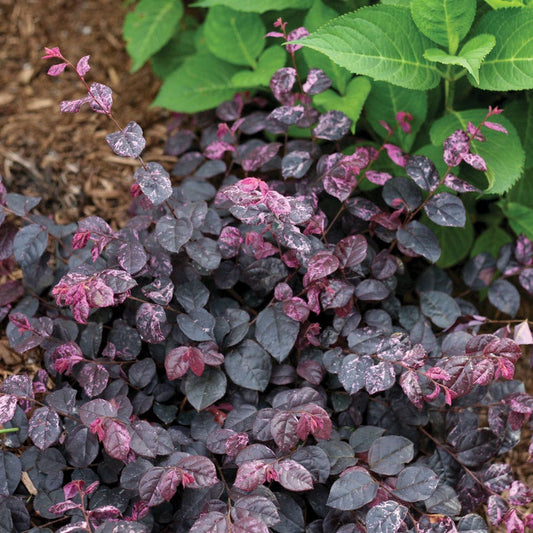 Loropetalum Jazz Hands Variegated® Chinese Fringe Flower