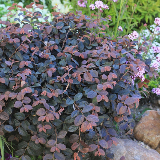 Loropetalum Jazz Hands® Pink Chinese Fringe Flower