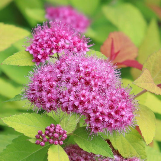 Spiraea Double Play® Candy Corn®