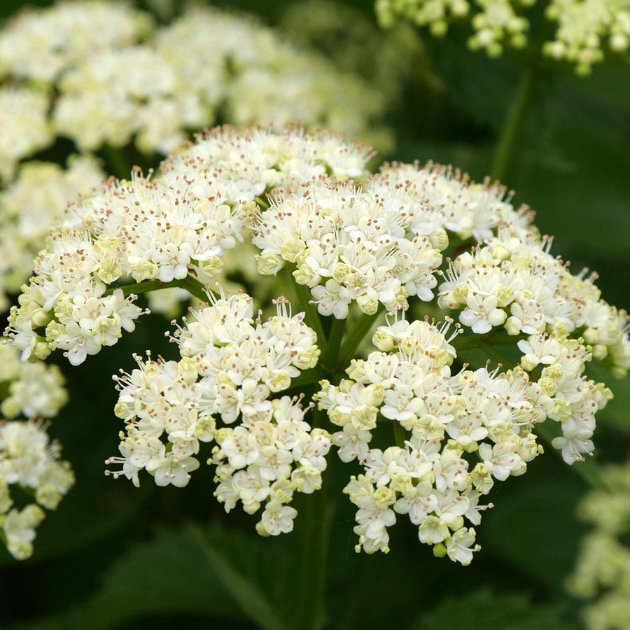 Viburnum Blue Muffin® Arrowwood