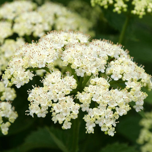 Viburnum Blue Muffin® Arrowwood